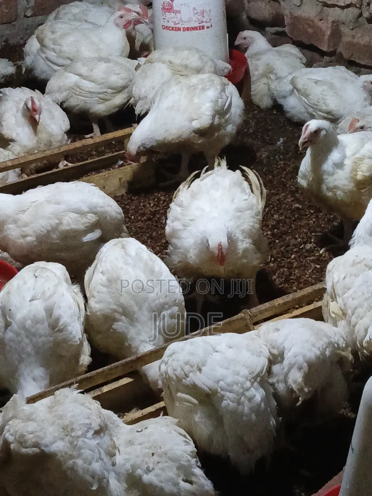 6-7 Weeks Broiler Chicken