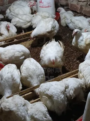 6-7 Weeks Broiler Chicken