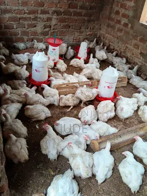 6-7 Weeks Broiler Chicken