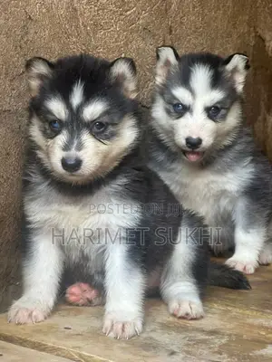 1-3 months Male Purebred Siberian Husky