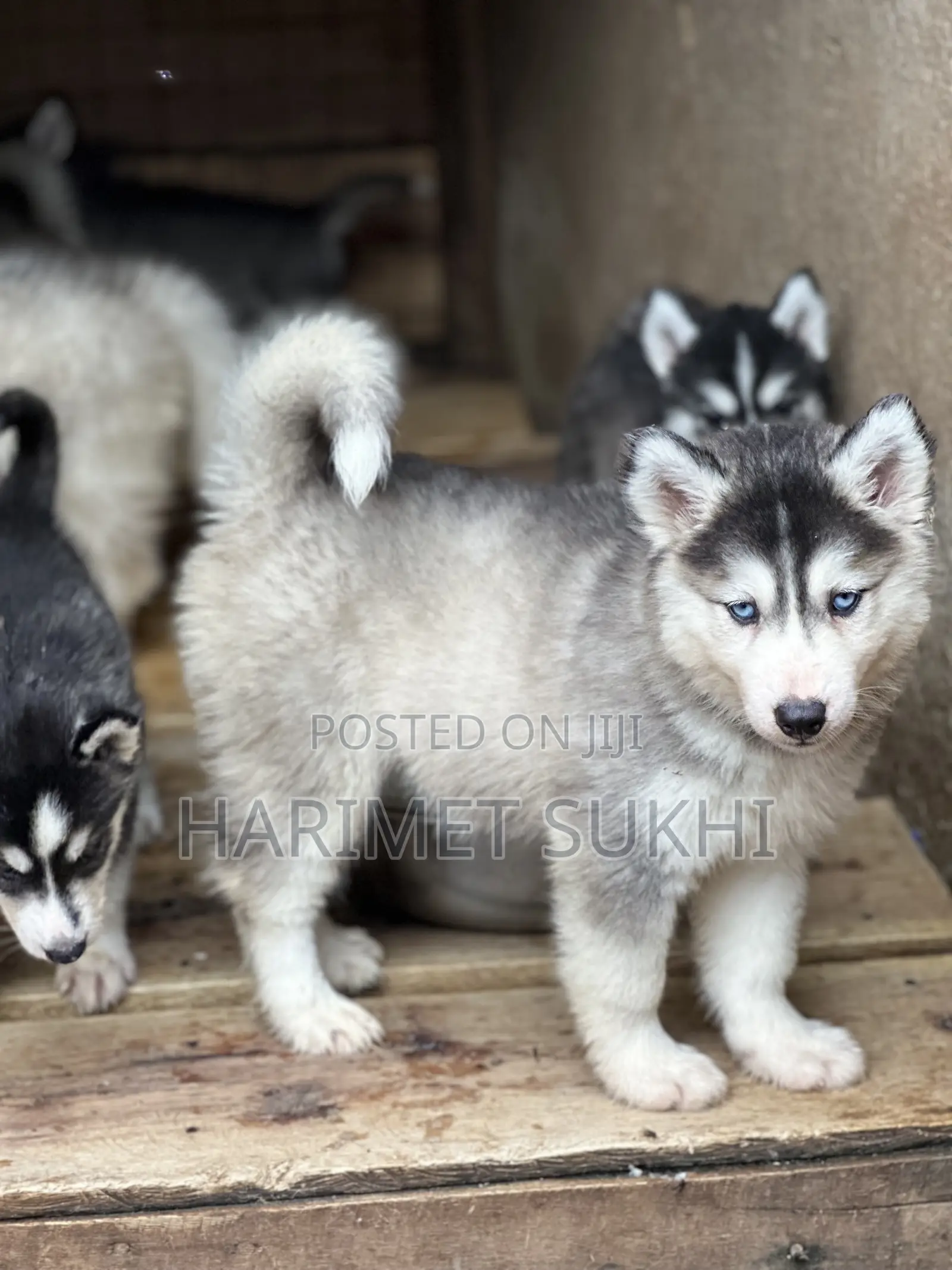 1-3 months Male Purebred Siberian Husky