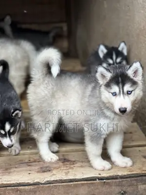 1-3 months Male Purebred Siberian Husky