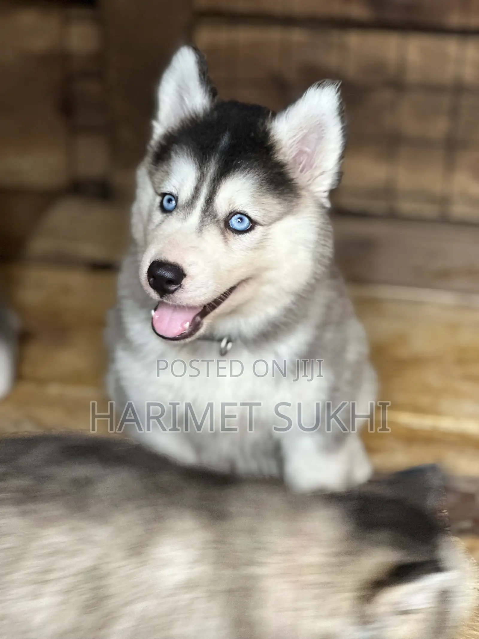 1-3 months Male Purebred Siberian Husky