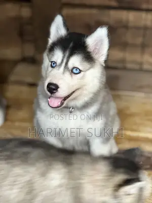 1-3 months Male Purebred Siberian Husky