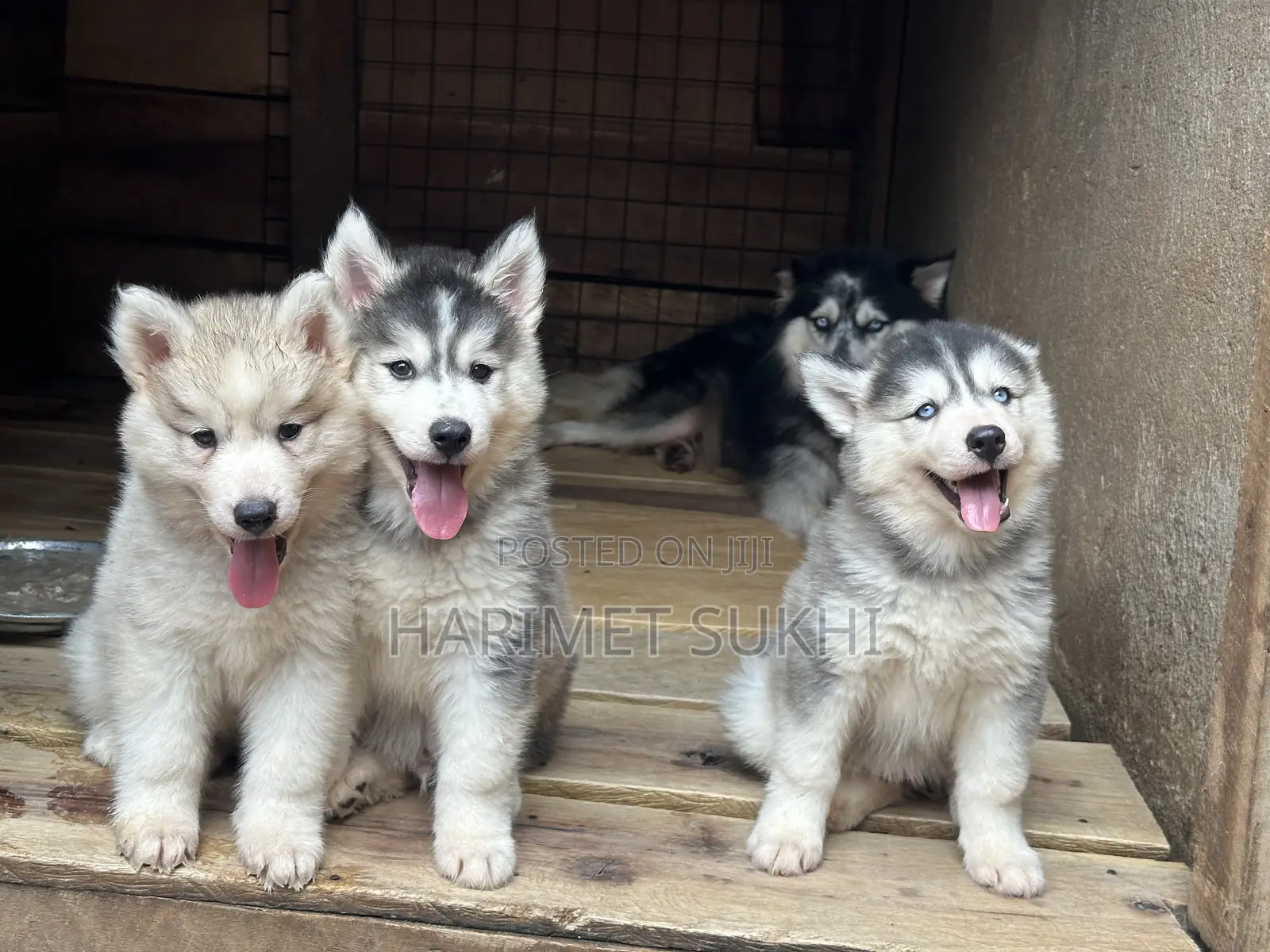 1-3 months Male Purebred Siberian Husky