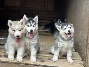 1-3 months Male Purebred Siberian Husky
