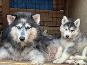 1-3 months Male Purebred Siberian Husky