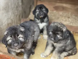 1-3 months Male Purebred Caucasian Shepherd