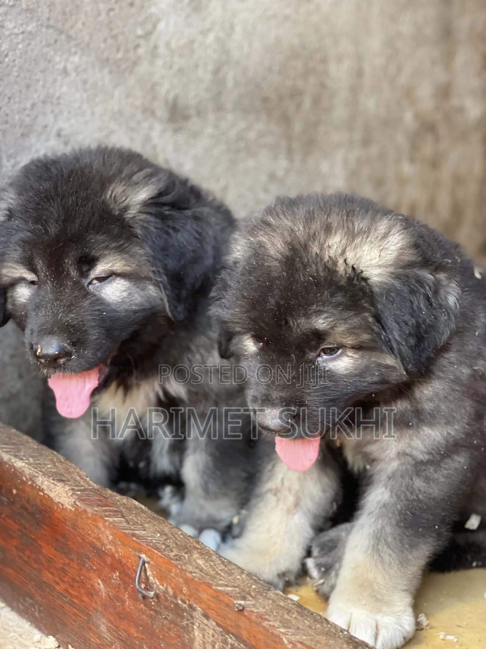 1-3 months Male Purebred Caucasian Shepherd
