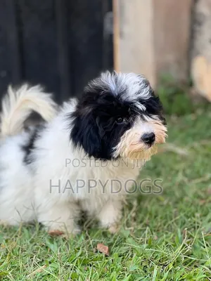1-3 months Male Purebred Maltese