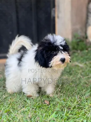 1-3 months Male Purebred Maltese