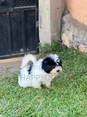 1-3 months Male Purebred Maltese