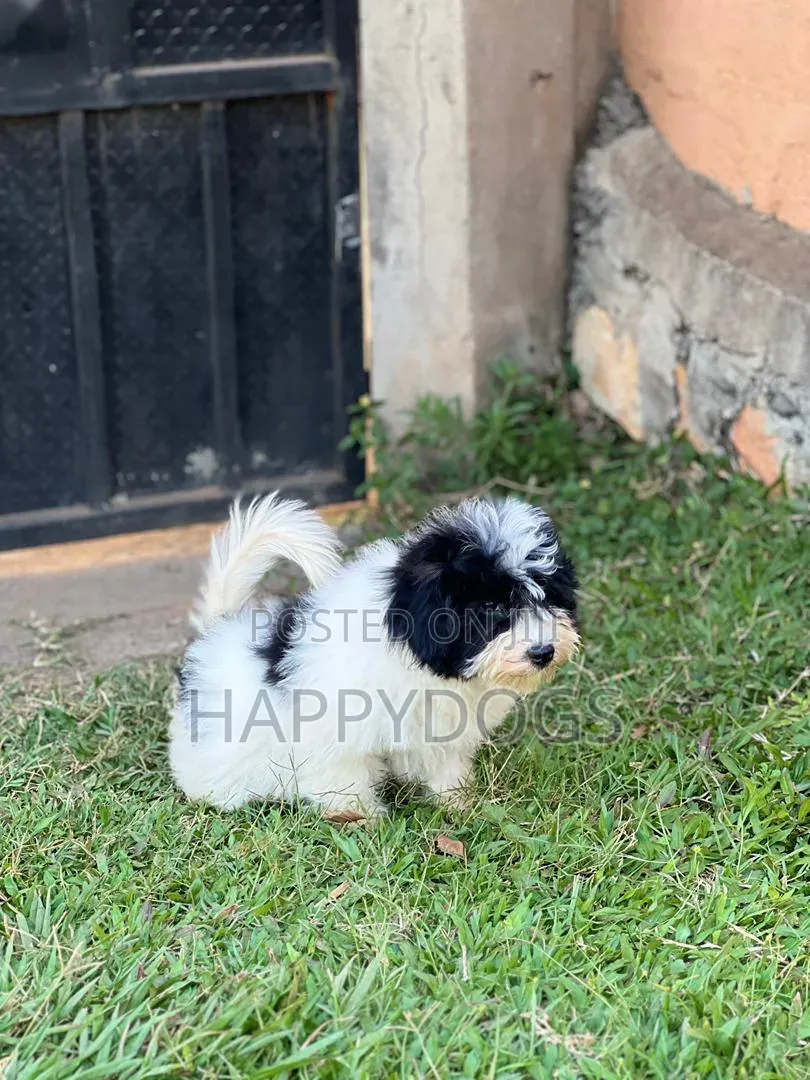 1-3 months Male Purebred Maltese
