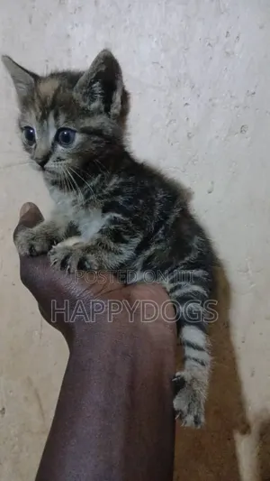 1-3 months Male Mixed Breed Cat