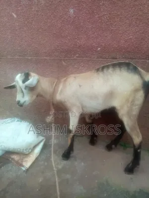 Brown Black White Goat