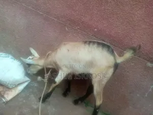 Brown Black White Goat