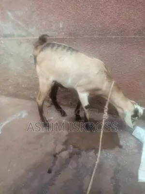 Brown Black White Goat