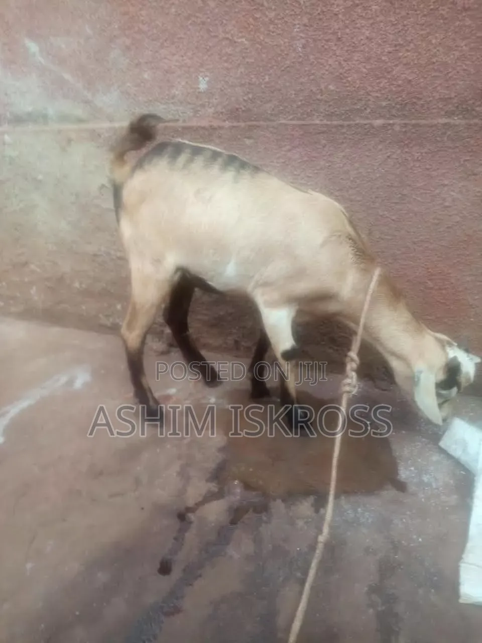 Brown Black White Goat
