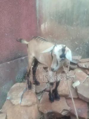 Brown Black White Goat