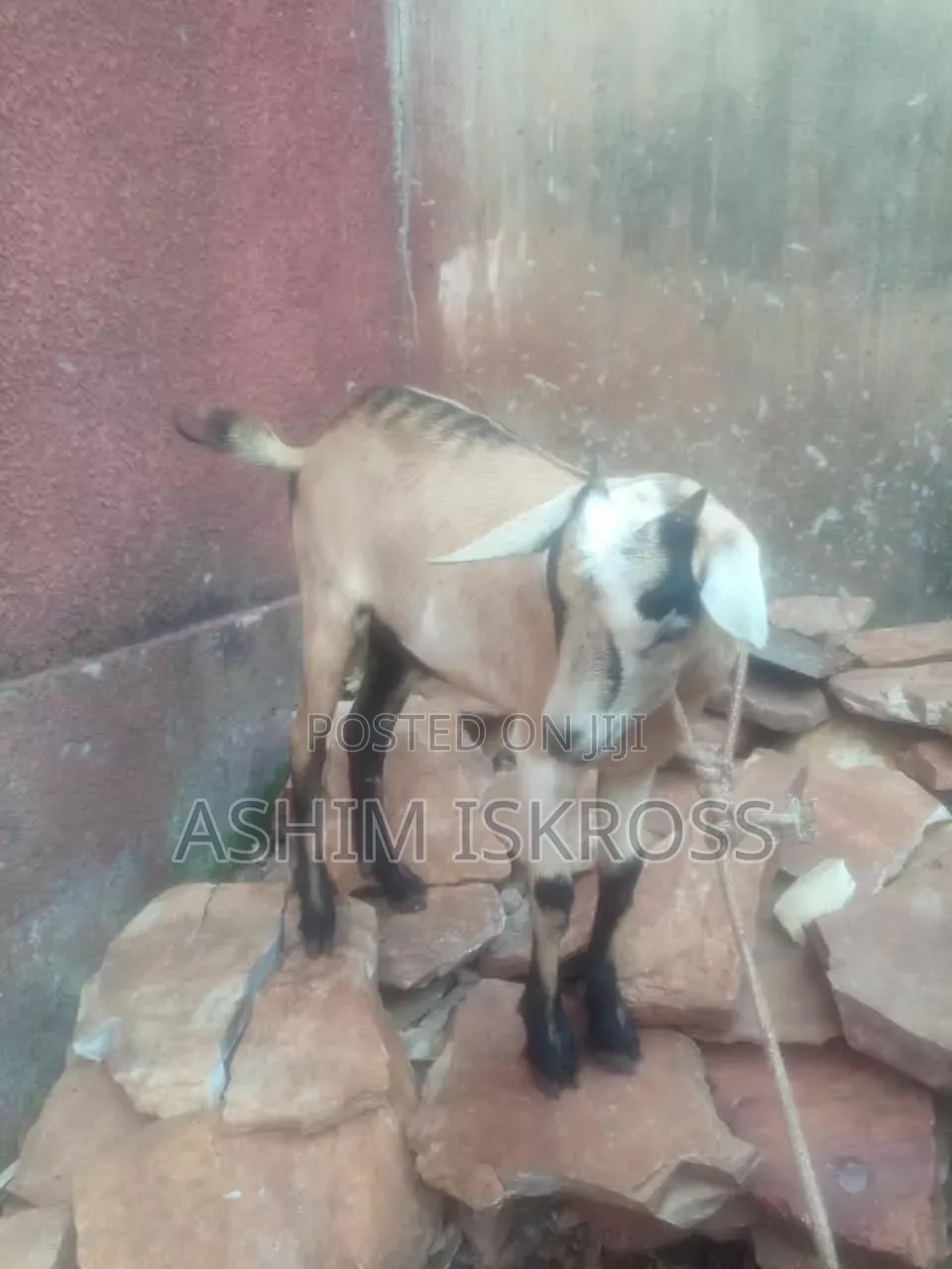 Brown Black White Goat