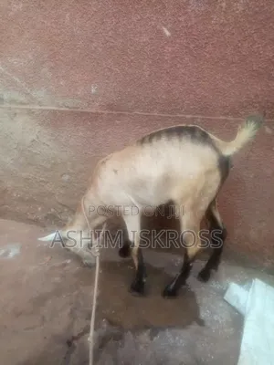 Brown Black White Goat
