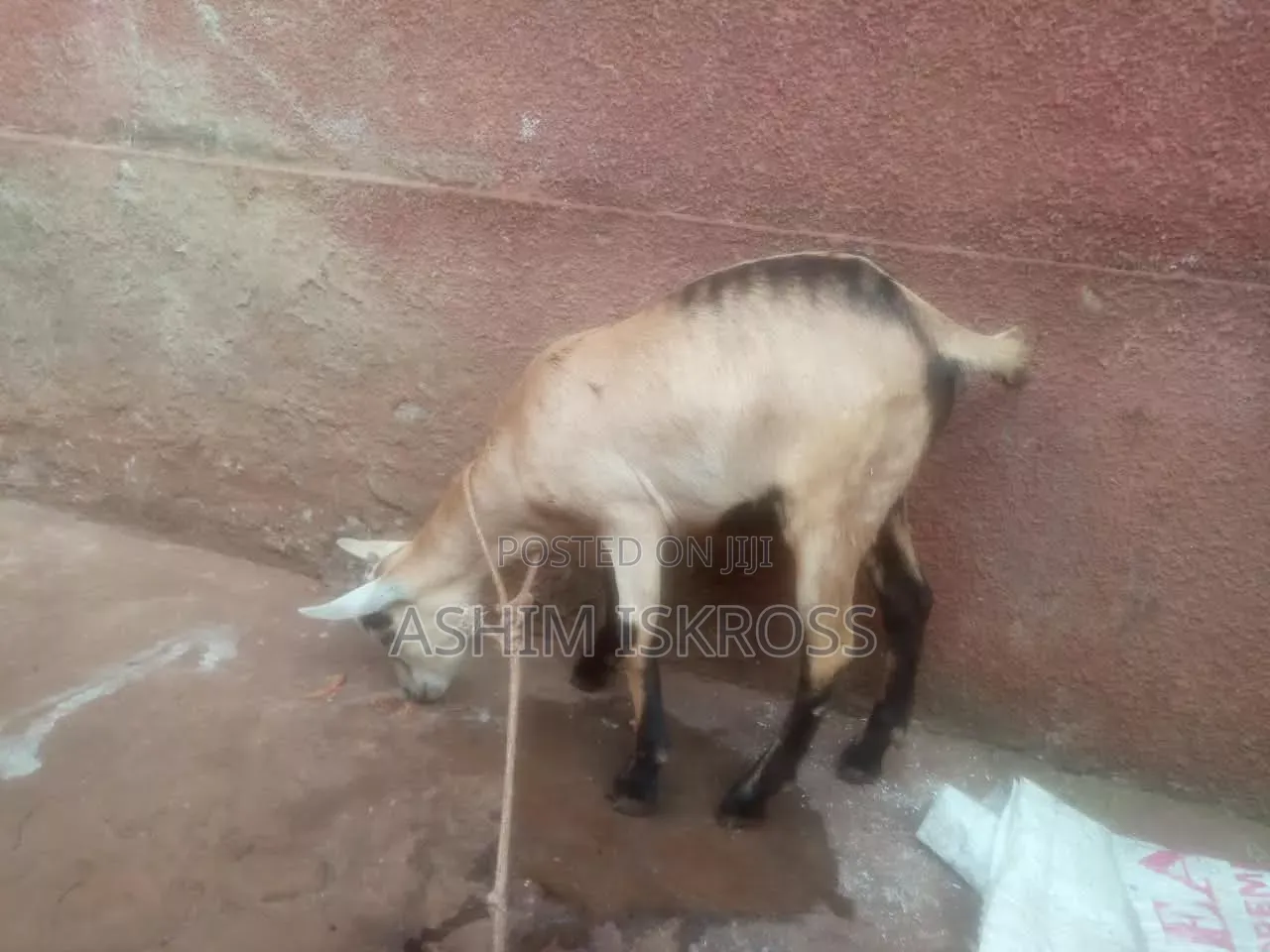 Brown Black White Goat