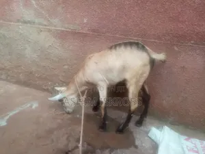 Rear Birth 2 at Once Embuuzi Yalulyo