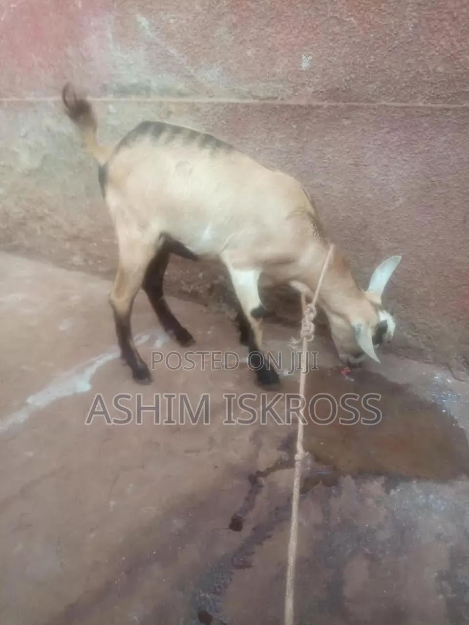 Brown Black White Goat