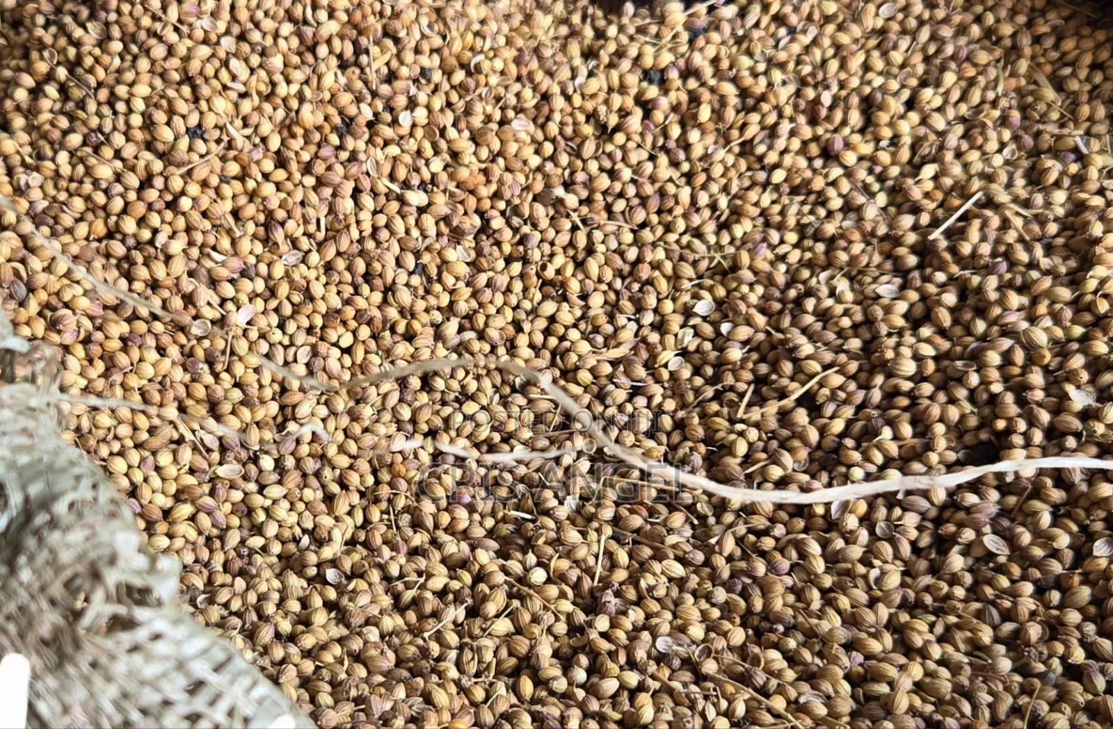 Masturd Seed 1kg