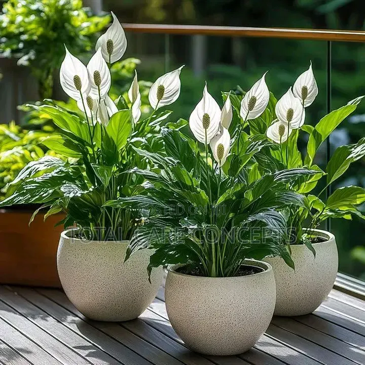 Classic Modern Indoor and Outdoor Flower Pots