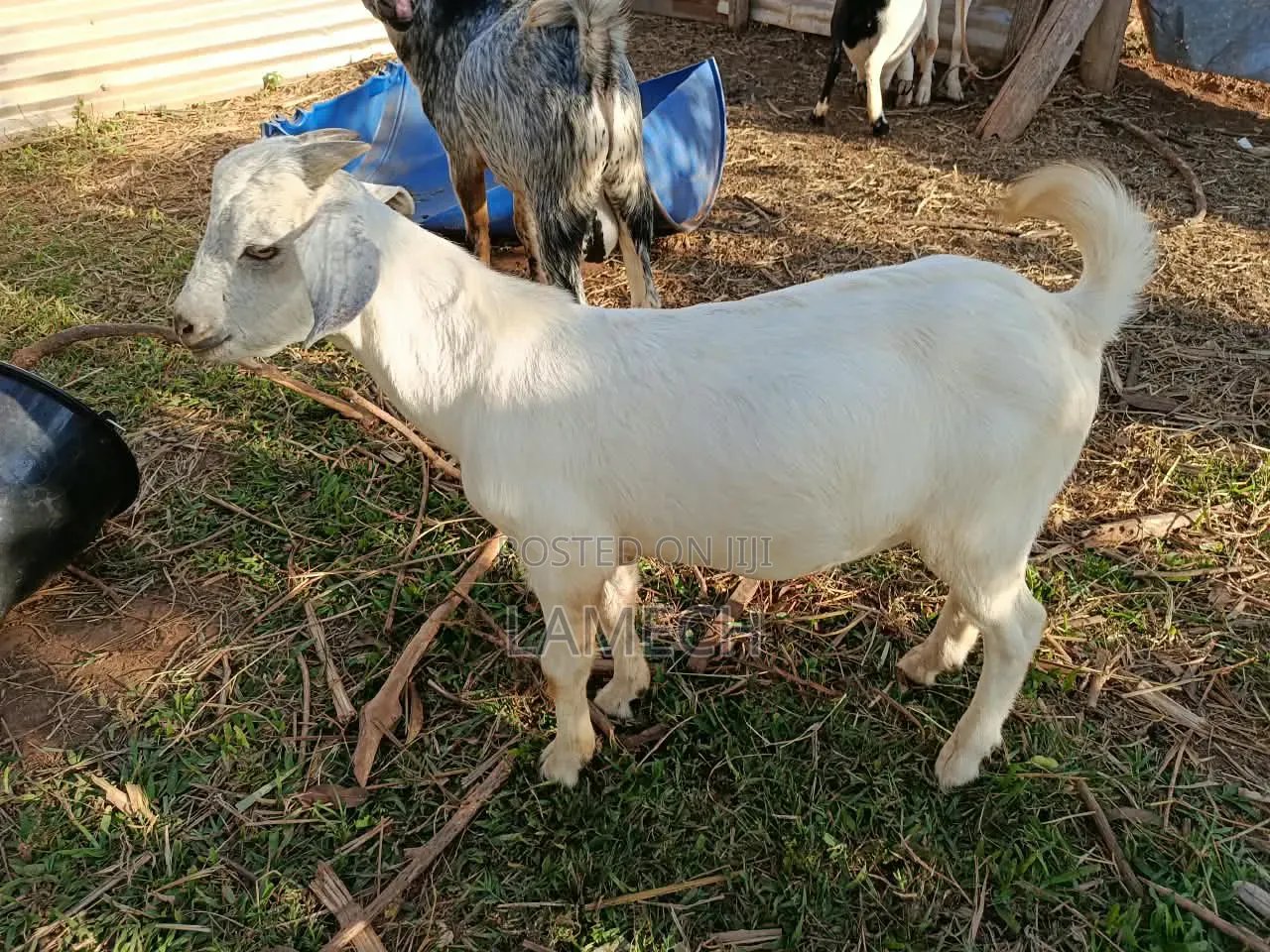 Boer Savanna Hybrid Goats for Sale