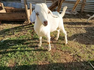 Boer Savanna Hybrid Goats for Sale