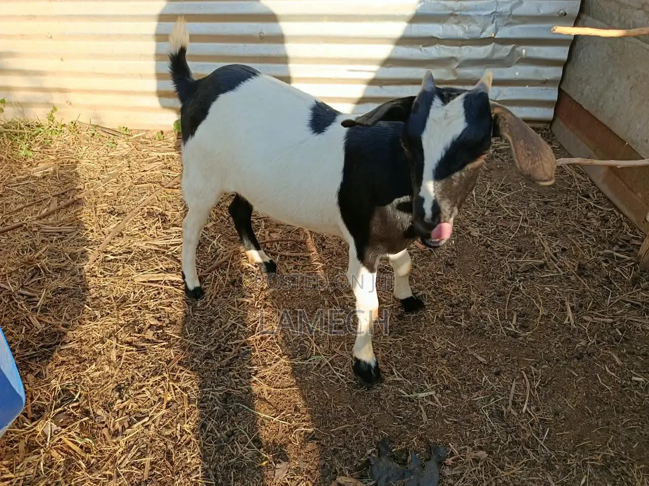 Boer Savanna Hybrid Goats for Sale