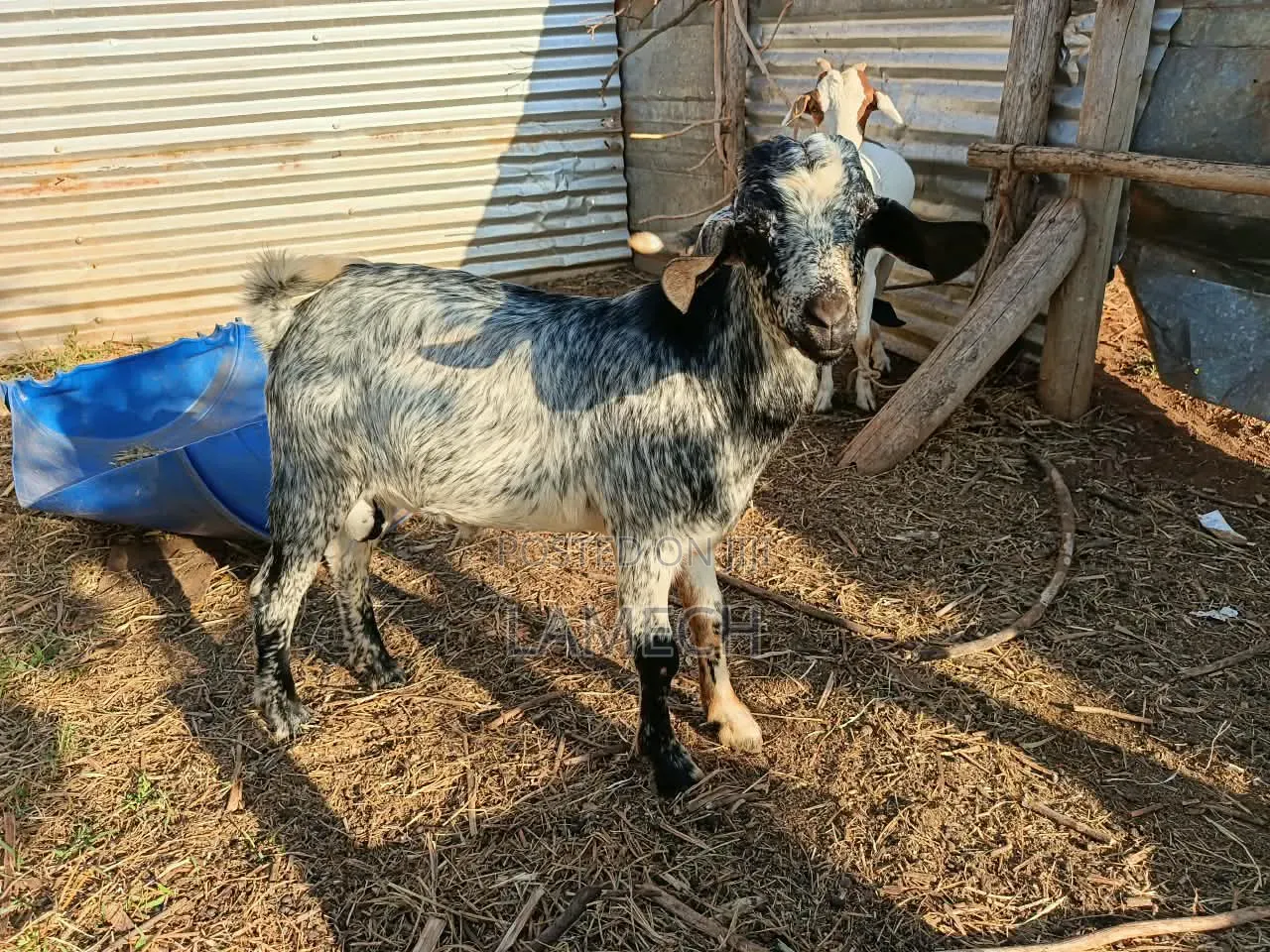 Boer Savanna Hybrid Goats for Sale