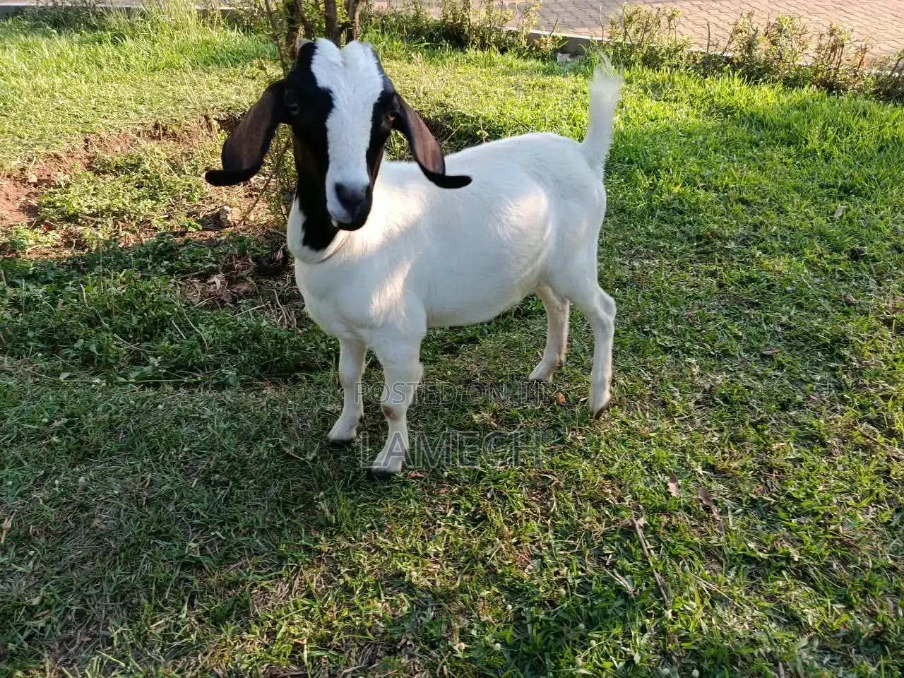 Boer Savanna Hybrid Goats for Sale