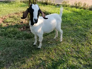 Boer Savanna Hybrid Goats for Sale