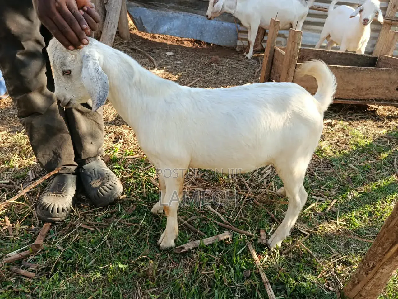 Boer Savanna Hybrid Goats for Sale