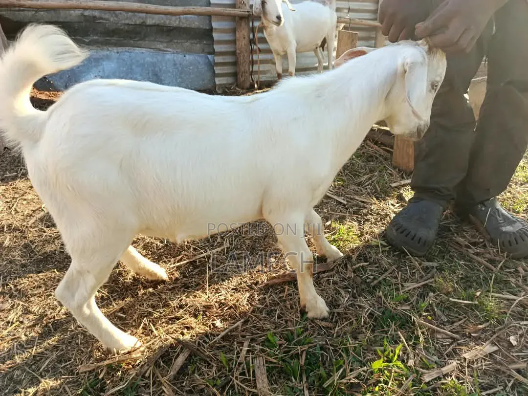 Boer Savanna Hybrid Goats for Sale