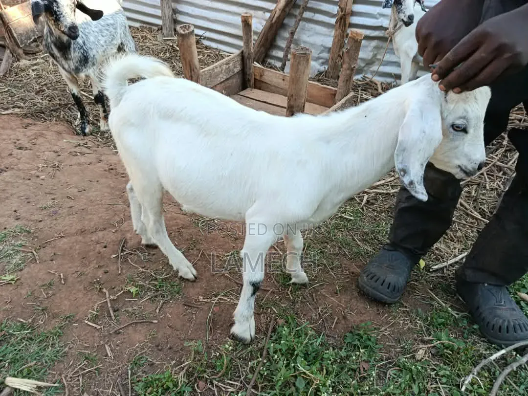 Boer Savanna Hybrid Goats for Sale