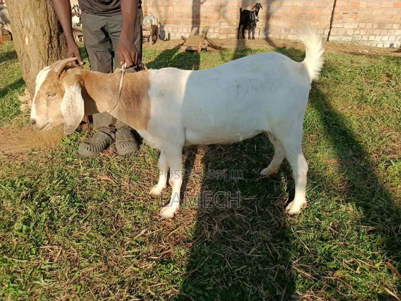 Boer Savanna Hybrid Goats for Sale