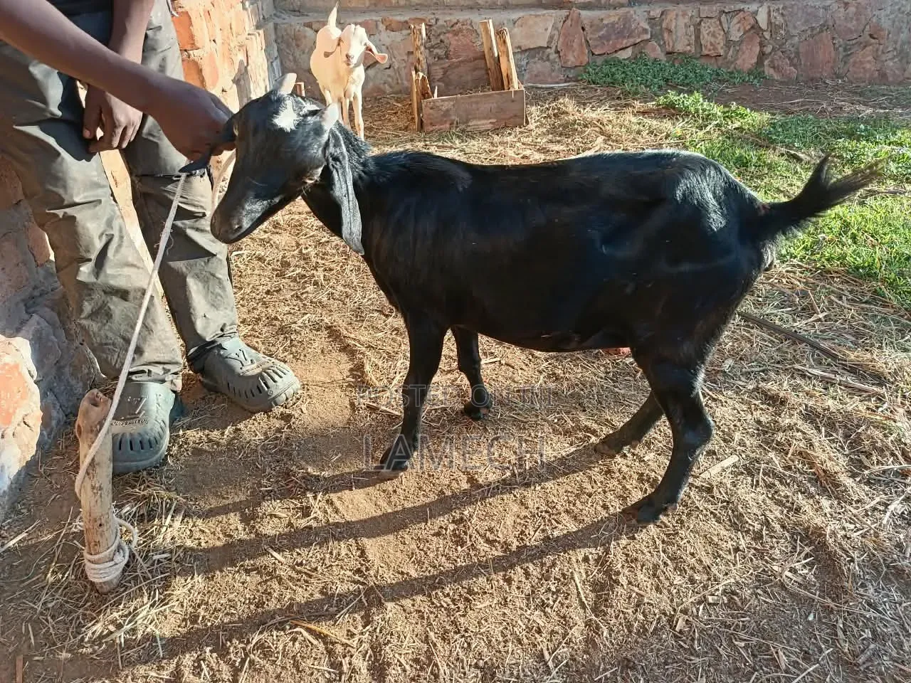 Boer Savanna Hybrid Goats for Sale