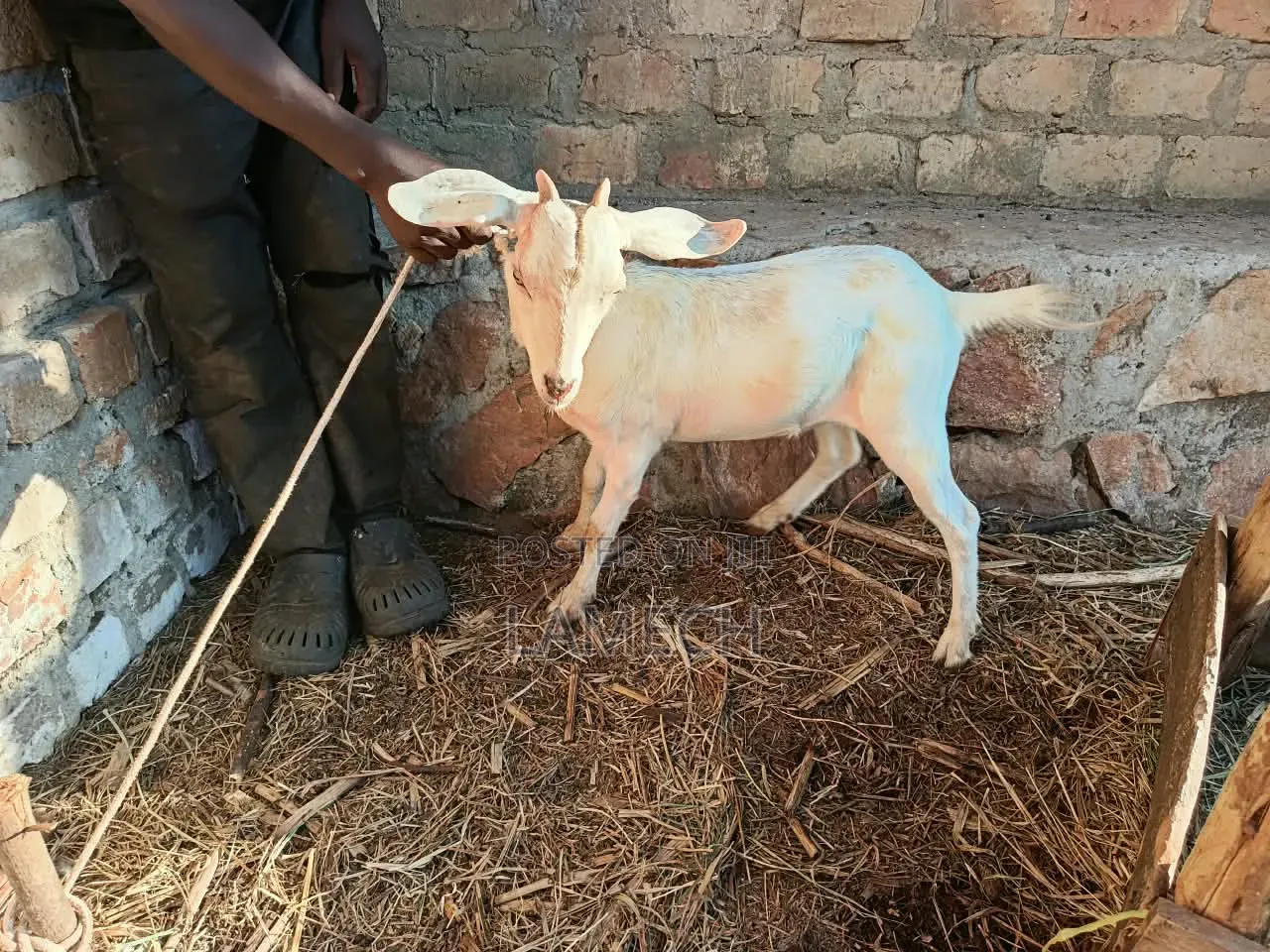 Boer Savanna Hybrid Goats for Sale