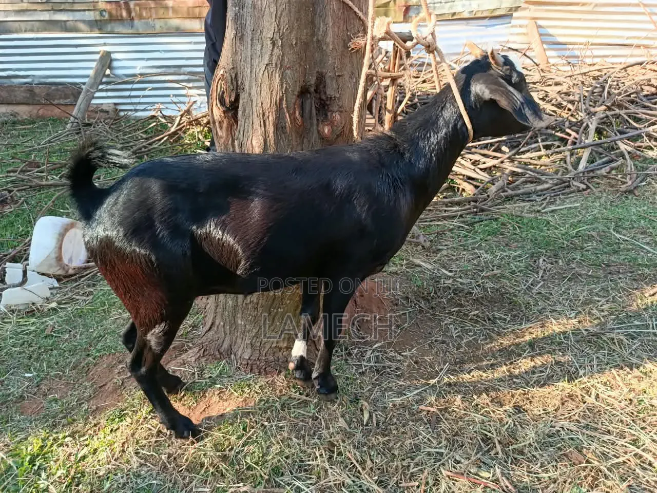 Boer Savanna Hybrid Goats for Sale