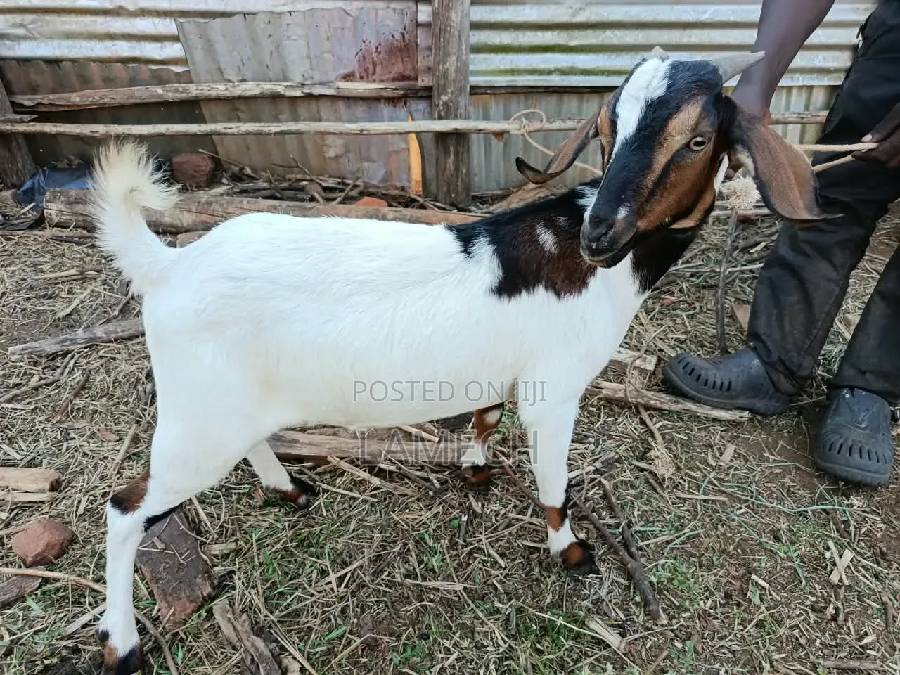Boer Savanna Hybrid Goats for Sale