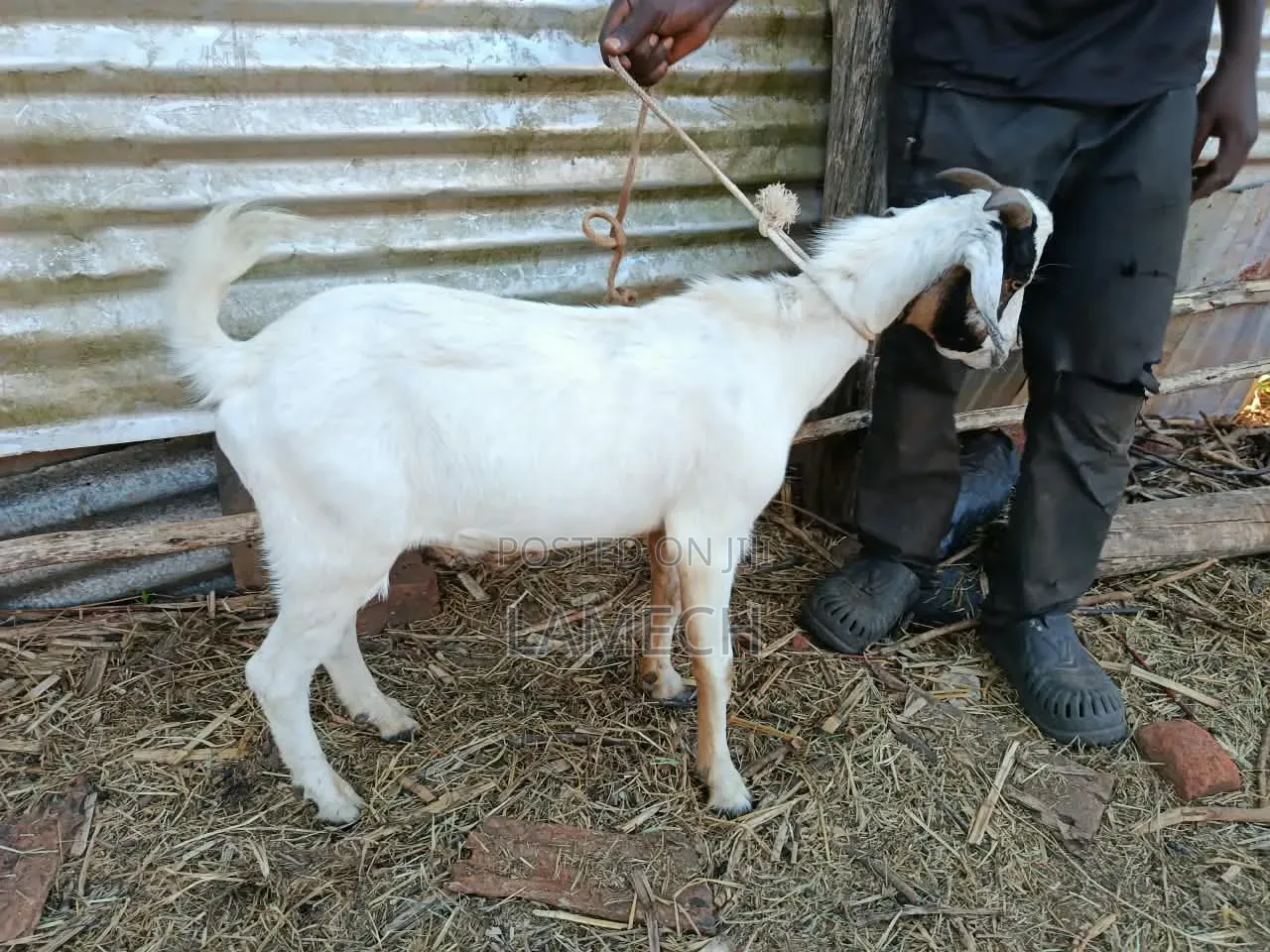 Boer Savanna Hybrid Goats for Sale