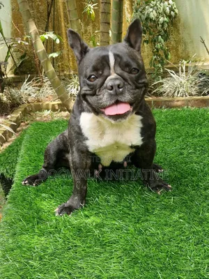 1+ year Female Purebred French Bulldog