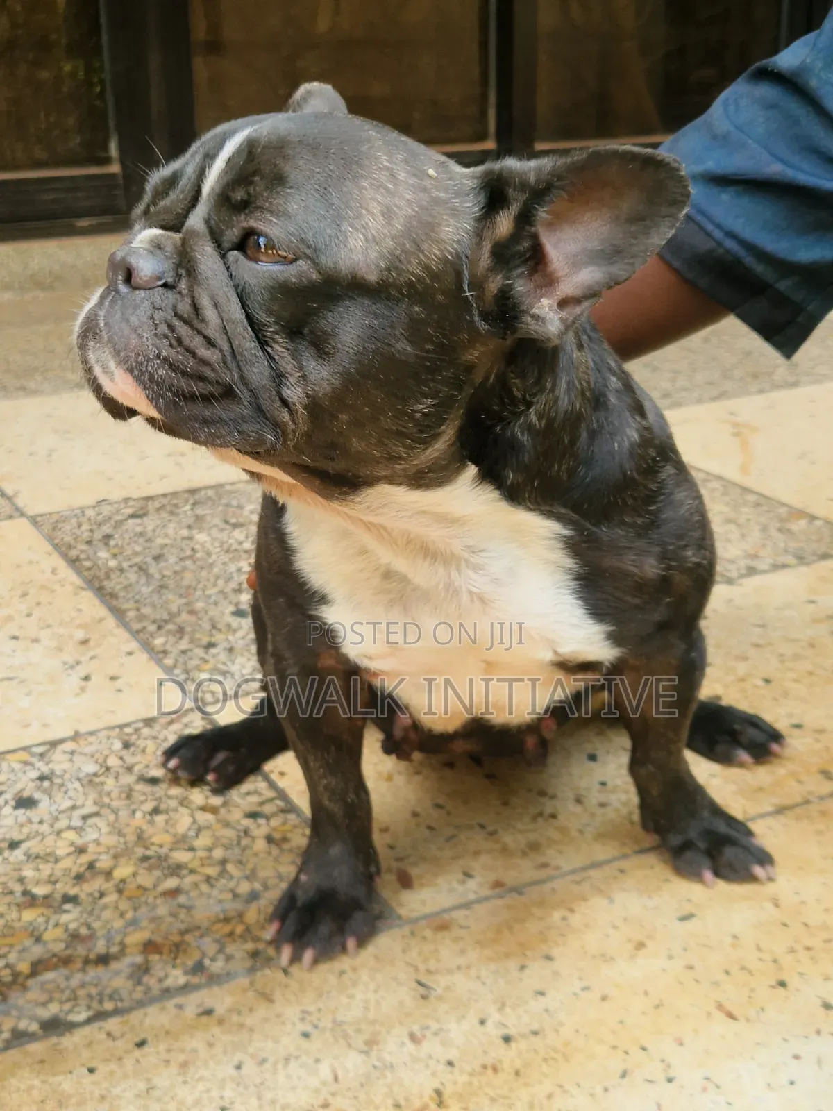 1+ year Female Purebred French Bulldog