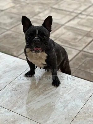 1+ year Female Purebred French Bulldog