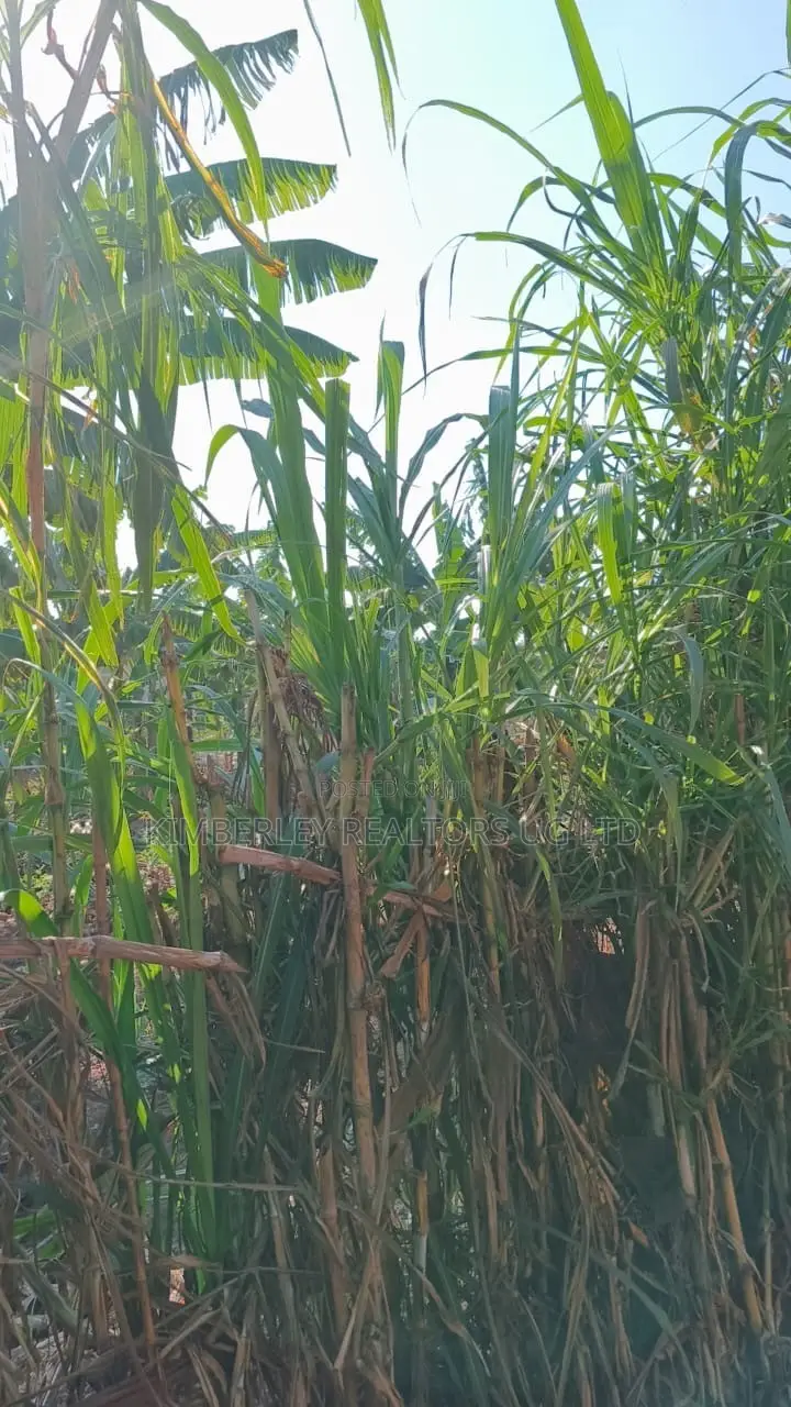 🔥🔥 35 Decimals of Prime Land for Sale in Kawempe Ttula! 🔥🔥