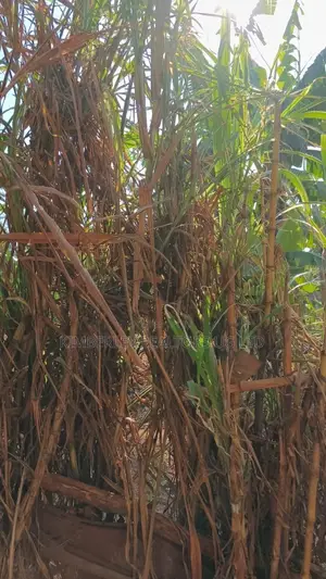 🔥🔥 35 Decimals of Prime Land for Sale in Kawempe Ttula! 🔥🔥
